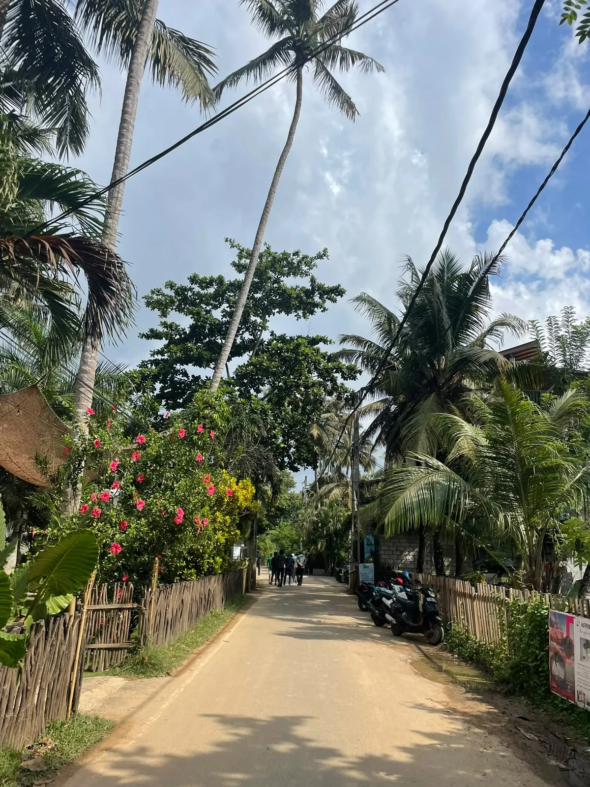 A quiet Sri Lankan lane lined with palms
